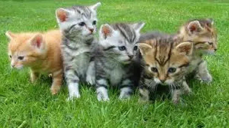 Cara Tepat Merawat Anak Kucing Baru Lahir